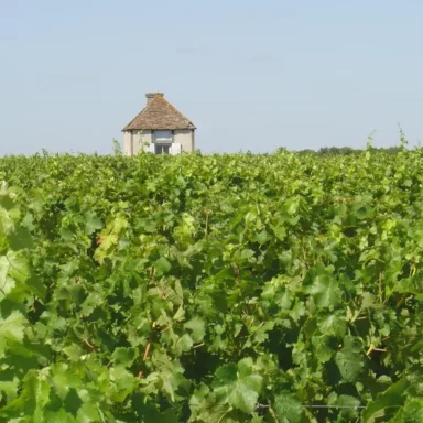 Le vignoble Touraine Amboise